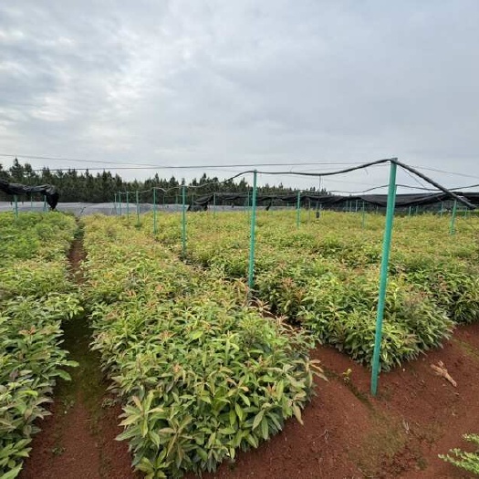 茶陵县木荷苗地径0.8， 高80