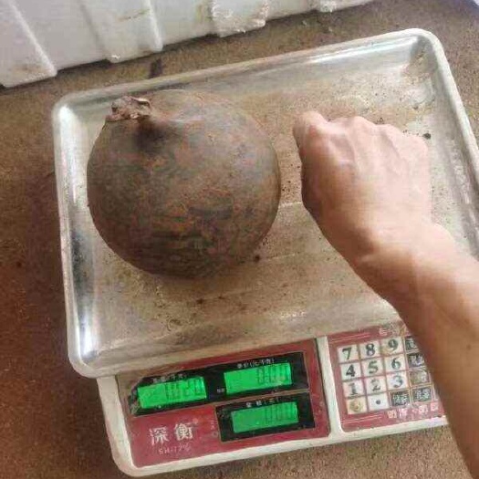 乌灵参