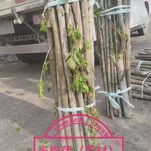 药材半枫荷