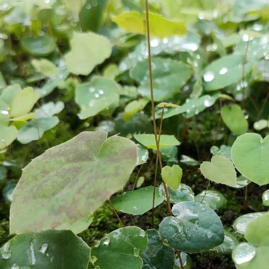 康县小圆叶淫羊藿苗子，高含量小圆叶淫羊藿苗子