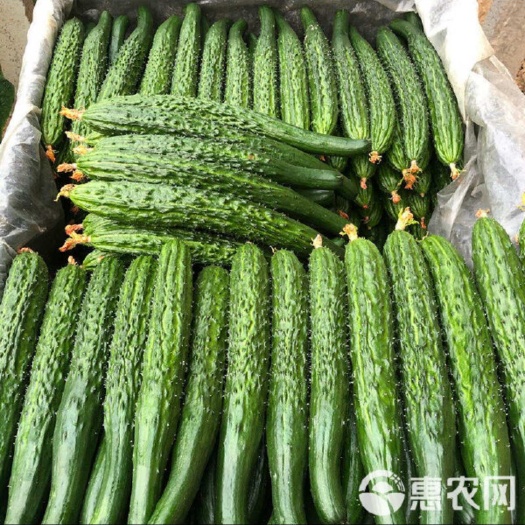 自己家农场 新鲜的黄瓜