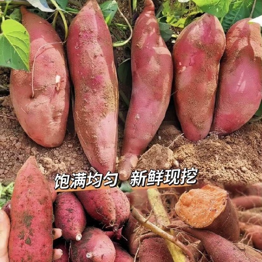 滦南县预售唐山沙地烟薯25
