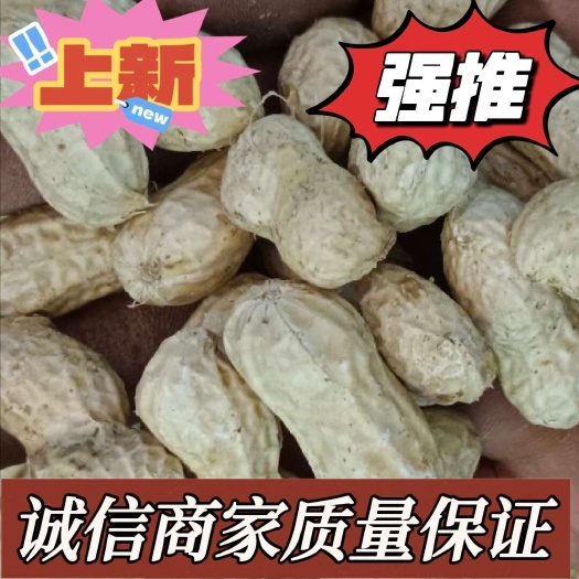 精品红米白米鲜花生大量出口 供应全国！现挖现发！ 不满意包退