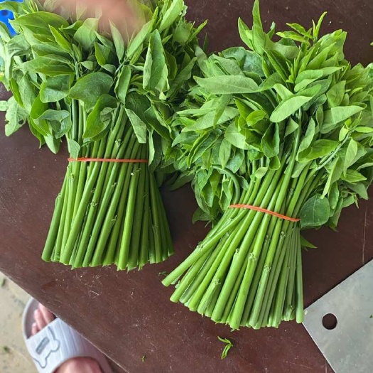 阳春市树仔菜