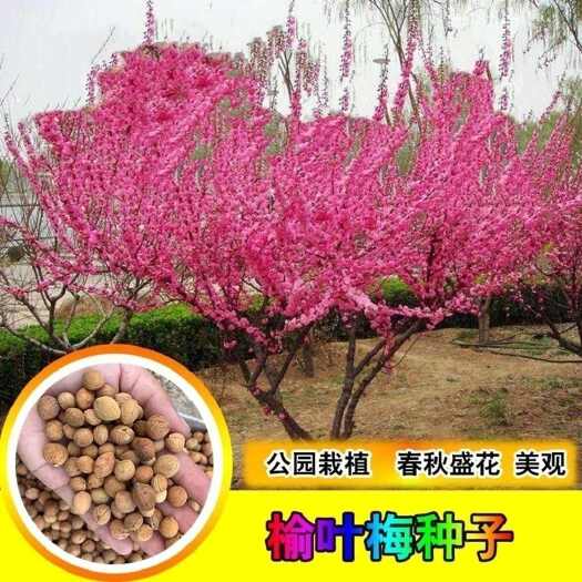 沭阳县出售当年新采树种榆叶梅种子红梅花种子小桃红四季可播