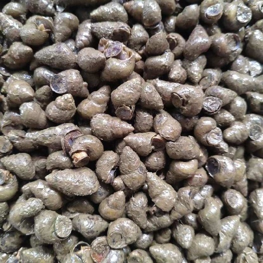 洪湖市石螺批发1.5-1.7规格大石螺汤螺批发