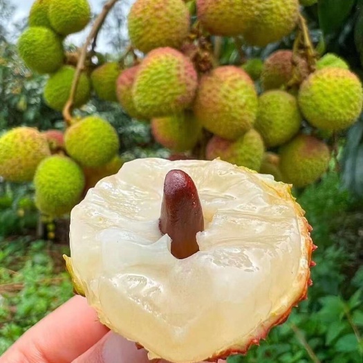 海口妃子笑荔枝现摘现发冷链运输包邮到家团购一件代发当天发
