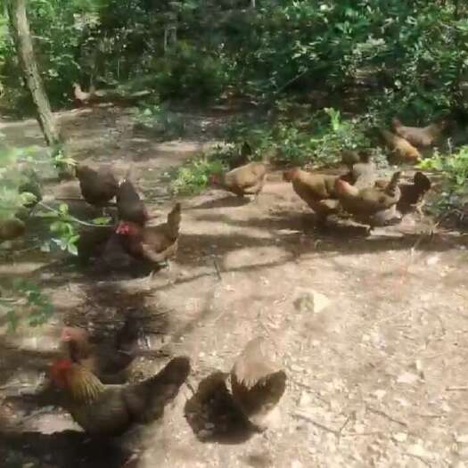中国地理标志保护产品崇仁麻鸡