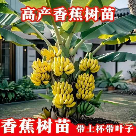 灵山县矮化中蕉香蕉蕉苗皇帝九号新品种南北方种植粉蕉苗当年苹果树苗