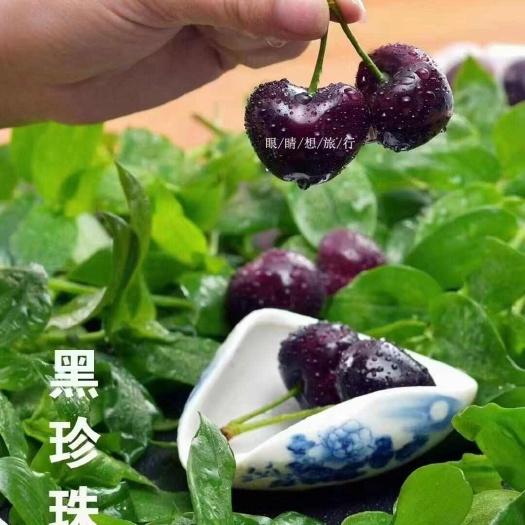汉源县汉源车厘黑珍珠，精品套袋