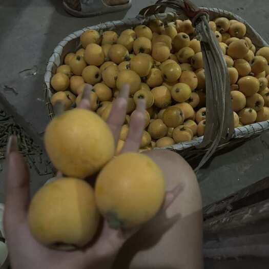 资阳大五星枇杷