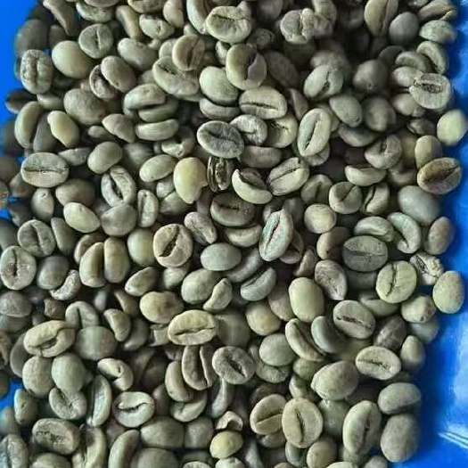广州咖啡豆源头种植基地。