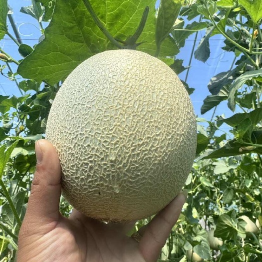 莘县山东莘县网纹蜜瓜 鲁厚甜 库拉 景腾等系列 商超对接全国发货