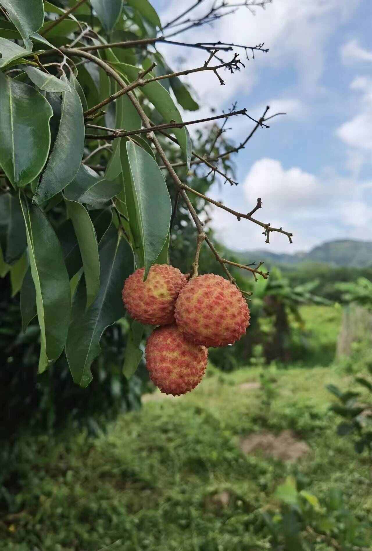 广东清远桂味荔枝【7月初上市】晚熟荔枝风味浓郁爽甜