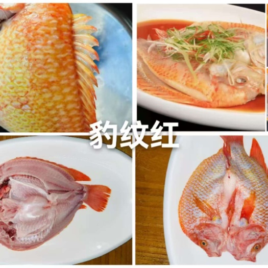 济南彩虹班鱼