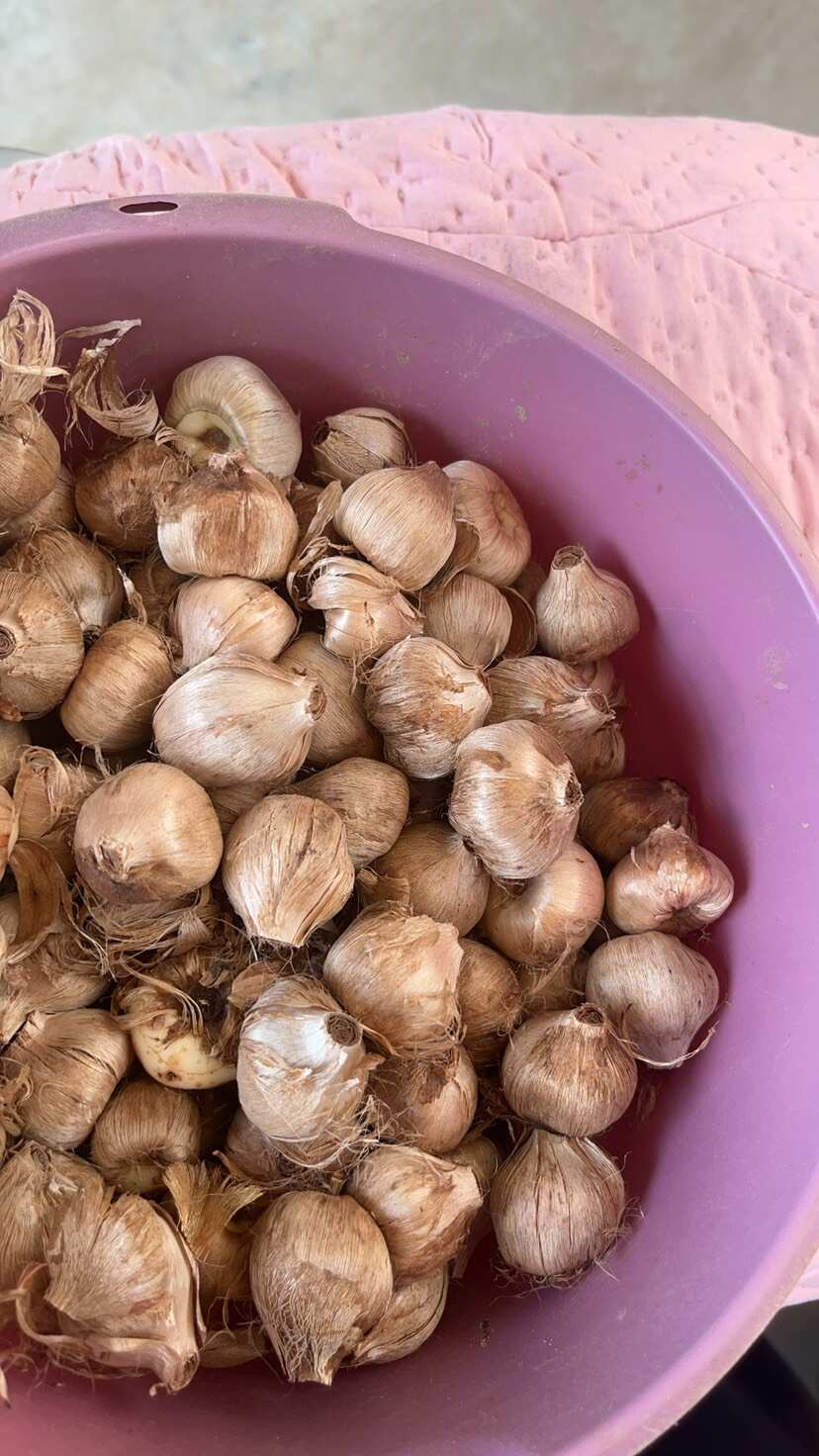 藏红花种球