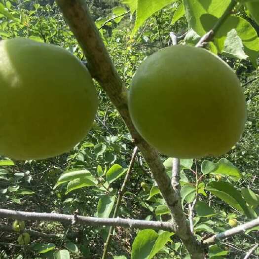 苍梧县优质大肉青梅果大量上市