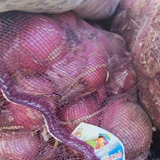 滑县精品洋葱