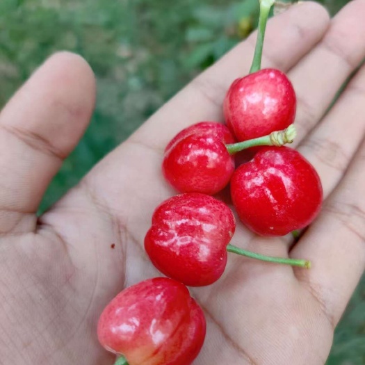 莎车县新疆樱桃