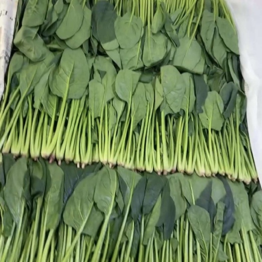 精品菠菜全年大量供应，品质保证代发全国