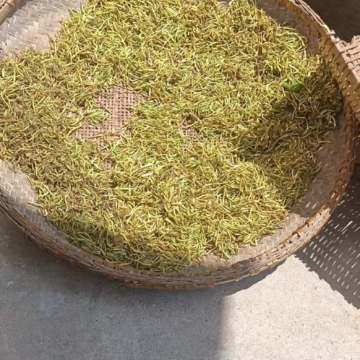 农村野生金银花，不是野生的不要钱