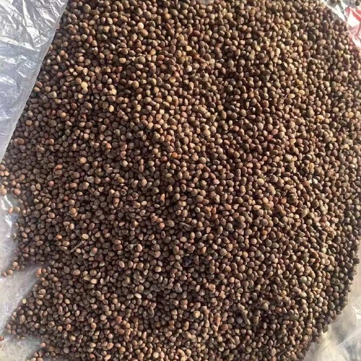 桦南县黑龙江桦南紫苏籽