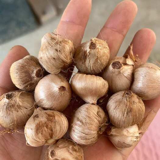 太康县藏红花种球