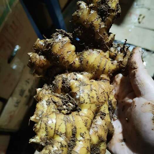 沂水县云南小黄姜质量好价格实惠