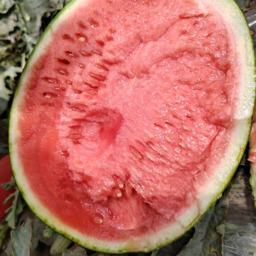 蒲城县精品甜王