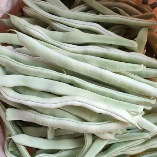 成武县山东菏泽新鲜白不老四季豆产地直发当季豆菜类蔬菜