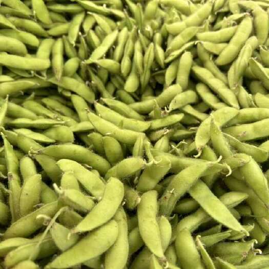 阜南县安徽大棚种植毛豆毛豆角大板毛豆大量上市