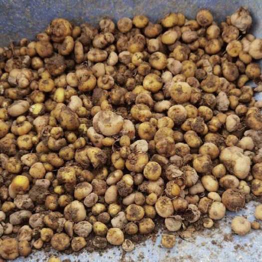 自家种植元胡，保证品质，农家人，自产自销，无中间商挣差价.