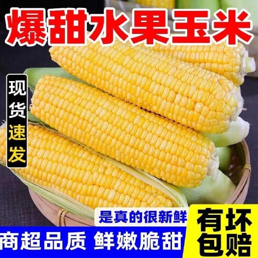 昆明云南水果甜脆玉米新鲜带皮甜玉米一整箱批发包邮