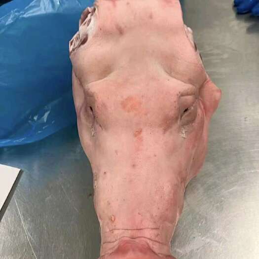 天津天津港709单腮头 月底到港