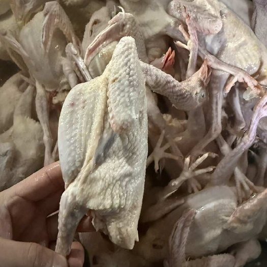 佛山新鲜乳鸽 广东佛山南海直发 优质鸽肉食材 美味营养健康
