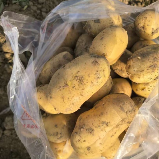 精品黄心土豆产地直发全国各地批发市场
