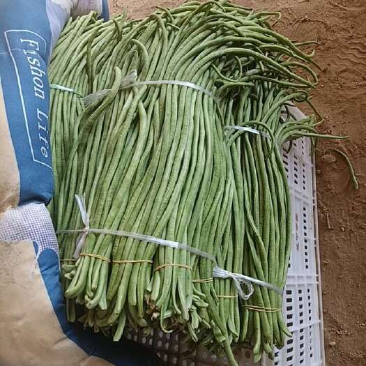 莒南县架豆王