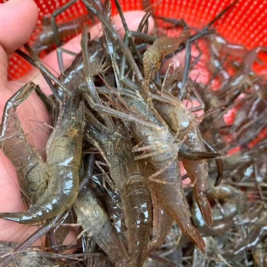 河虾，小米虾，草虾批发水产河鱼批发