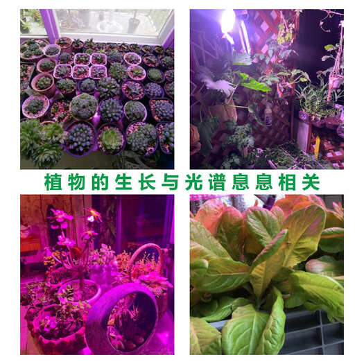 中山市火龙果补光灯催花大棚菊花代替太阳灯草莓葡萄全光谱植物生长灯
