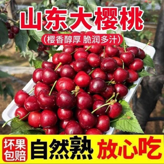 泰安山东大樱桃红灯樱桃当季水果现摘现发露天自然熟自家果园樱桃