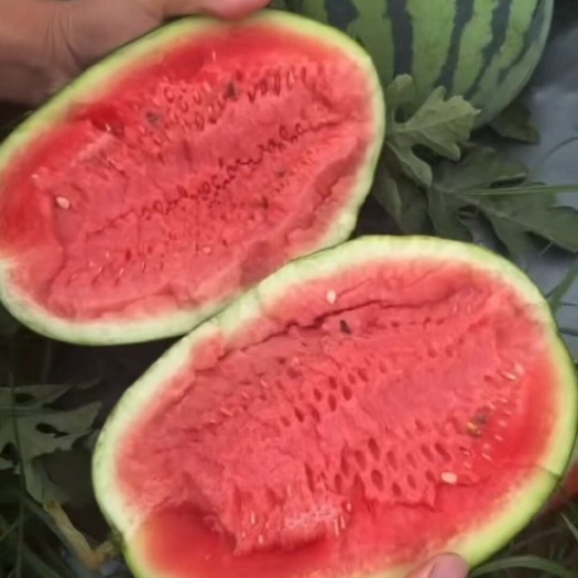 南宁绿赏西瓜货源充足