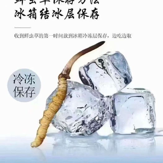 比如县2025西藏那曲鲜冬虫夏草，西藏冷链直发