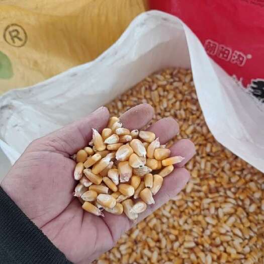 中阳县一级，二级自家产地玉米