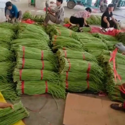 兰陵县豆角鲜豆角即将上市预售提前找老板