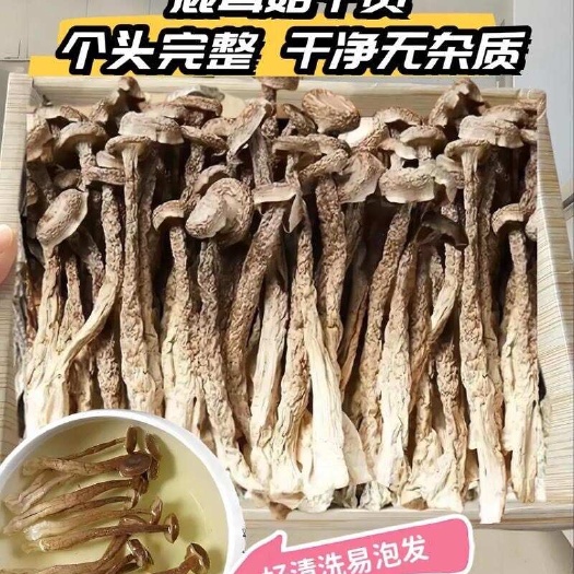 鹿茸菇 A级鹿茸菇 干度好 细脚菌 基本无碎渣