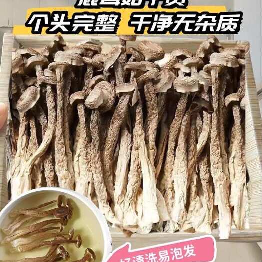 重庆市鹿茸菇 A级鹿茸菇 干度好 细脚菌 基本无碎渣