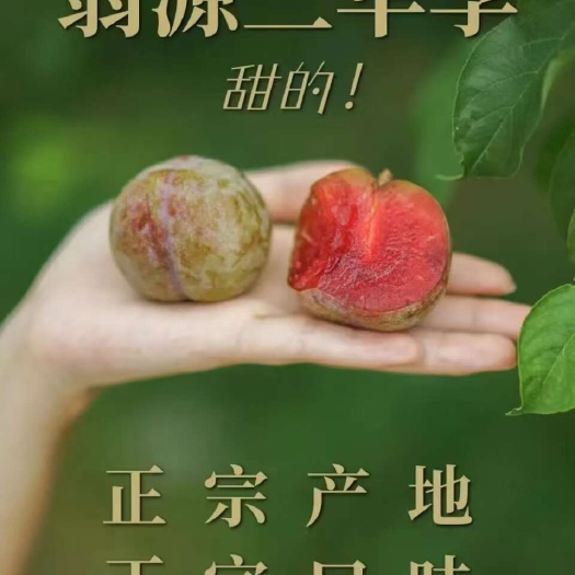 【筱梦翁源三华李】岭南夏令果
