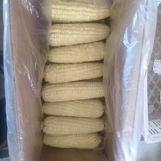 包头冷冻白糯玉米，尺寸16-18,口感软糯，香甜。个个口感一致。