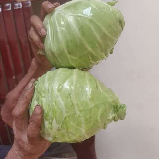 威远县四川内江新鲜牛心甘蓝 包菜优质种植基地直供