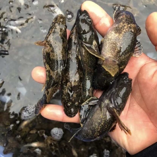 沙塘鳢，呆子鱼.哈巴狗，虎头鲨江鱼仔水产批发